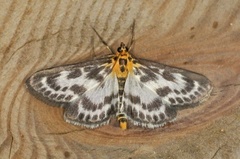 Small Magpie (Anania hortulata)