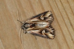 Purple Cloud (Actinotia polyodon)