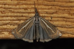 Hook-streaked Grass-Veneer (Crambus lathoniellus)