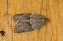 Dark-barred Tortrix (Syndemis musculana)