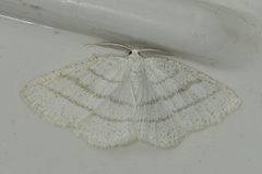 Common White Wave (Cabera pusaria)