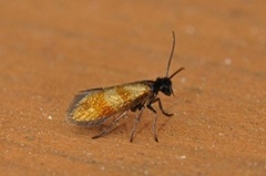 Micropterix mansuetella