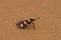 Yellow-barred Gold (Micropterix aureatella)