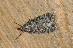 Bergmosemott (Eudonia murana)