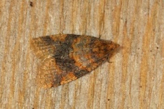 Brown-barred Tortrix (Epagoge grotiana)