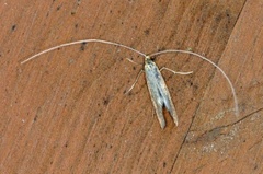 Large Long-horn (Nematopogon swammerdamella)