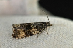 Common Marble (Celypha lacunana)