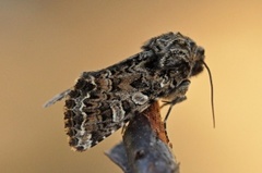 Brunt nellikfly (Hadena perplexa)