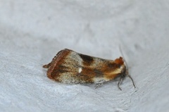 Brassy Tortrix (Eulia ministrana)