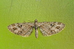 Strekdvergmåler (Eupithecia exiguata)