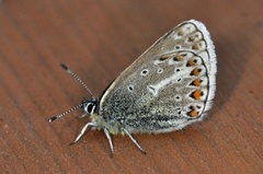 Brun blåvinge (Aricia eumedon)