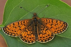 Small Pearl-bordered Fritillary (Boloria selene)