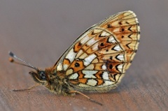 Small Pearl-bordered Fritillary (Boloria selene)