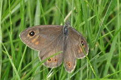 Klipperingvinge (Lasiommata maera)