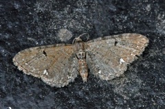 Humledvergmåler (Eupithecia assimilata)