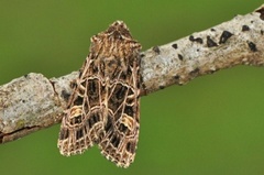 Nettnellikfly (Sideridis reticulata)