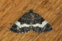 White-banded Carpet (Spargania luctuata)