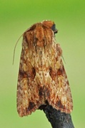 Reddish Light Arches (Apamea sublustris)