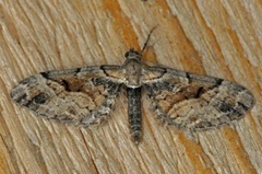 Bånddvergmåler (Eupithecia sinuosaria)