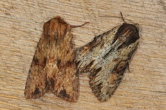 Reddish Light Arches (Apamea sublustris)