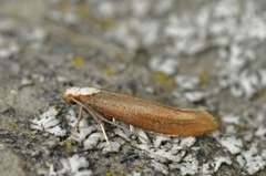 Euhyponomeutoides albithoracellus