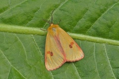 Clouded Buff (Diacrisia sannio)