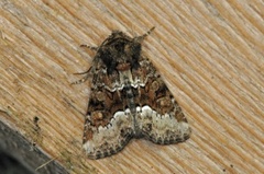 Marbled Minor (Oligia strigilis)