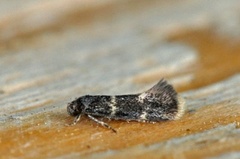 Elachista pullicomella