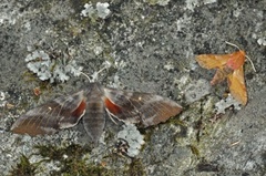 Small Elephant Hawk-moth (Deilephila porcellus)
