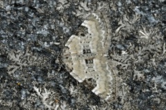 Pretty Pinion (Perizoma blandiata)