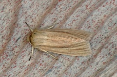 Brungult gressfly (Mythimna impura)