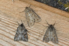 Pale Shining Brown (Polia bombycina)