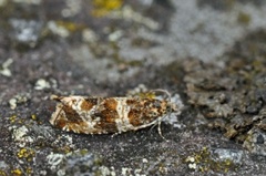 Engprydvikler (Celypha cespitana)