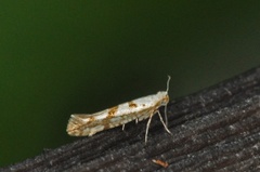 Gold Rowan Argent (Argyresthia sorbiella)