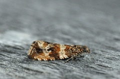 Thyme Marble (Celypha cespitana)