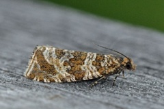 Serpentinprydvikler (Celypha rivulana)
