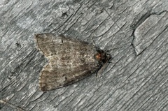 Common Lutestring (Ochropacha duplaris)