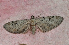 Gjeldkarvedvergmåler (Eupithecia pimpinellata)