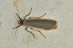Common Footman (Eilema lurideola)