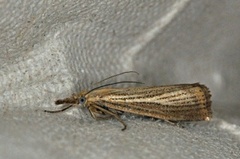 Pearl Veneer (Agriphila straminella)