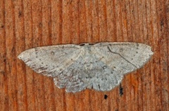 Bjørkeløvmåler (Cyclophora albipunctata)