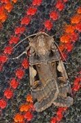 Setaceous Hebrew Character (Xestia c-nigrum)