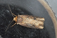 Flame (Axylia putris)