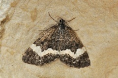 White-banded Carpet (Spargania luctuata)