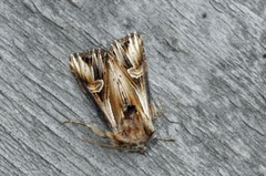 Purple Cloud (Actinotia polyodon)