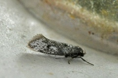 Paraswammerdamia conspersella