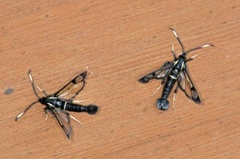 Oreglassvinge (Synanthedon spheciformis)