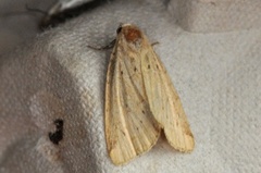Small Dotted Buff (Photedes minima)