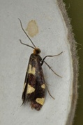 Lampronia rupella