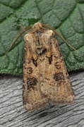 Brunpudret jordfly (Agrotis clavis)